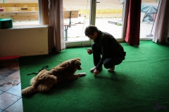Workshop Hundeschule JDC 27.10.2018-8143