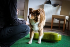 Workshop Hundeschule JDC 27.10.2018-8236