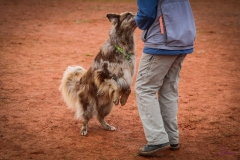 Workshop Hundeschule JDC 28.10.2018-8416