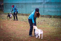 Workshop Hundeschule JDC 28.10.2018-8485