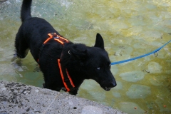 IMG-20200803-WA0030
