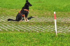 IMG-20231007-WA0155