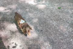 IMG-20230529-WA0037