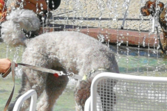 IMG_20200801_104308-scaled