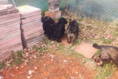 Welpen-Bild-2025-03-22-um-10.17.52_afd4cbf7