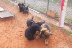 Welpen-Bild-2025-03-22-um-10.17.53_2705ec00