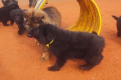 Welpen-Bild-2025-03-22-um-10.17.53_73360964