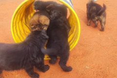 Welpen-Bild-2025-03-22-um-10.17.53_7693fd51