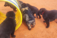 Welpen-Bild-2025-03-22-um-10.17.53_8271f5c7