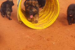 Welpen-Bild-2025-03-22-um-10.17.53_95cee5e2