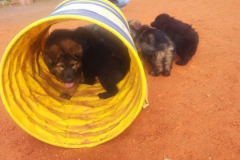 Welpen-Bild-2025-03-22-um-10.17.53_be219703