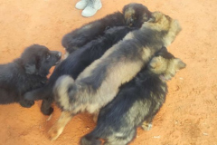 Welpen-Bild-2025-03-22-um-10.17.54_8db6d6a7