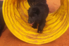 Welpen-Bild-2025-03-22-um-10.17.54_f3efcb90