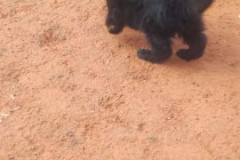 Welpen-Bild-2025-03-22-um-10.17.55_ae2bd74f