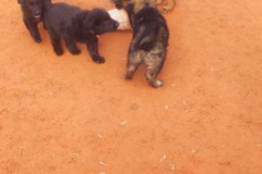 Welpen-Bild-2025-03-22-um-10.17.55_fde49af4