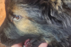 Welpen-Bild-2025-03-22-um-10.17.56_0cfdfe56