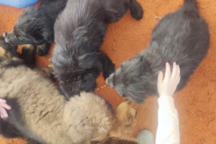 Welpen-Bild-2025-03-22-um-10.17.56_d15eb100