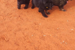 Welpen-Bild-2025-03-22-um-10.17.57_14b8953c