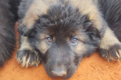 Welpen-Bild-2025-03-22-um-10.17.57_45d80f08