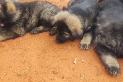 Welpen-Bild-2025-03-22-um-10.17.57_c3a46c40