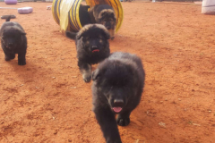 Welpen-Bild-2025-03-22-um-10.17.57_cf18af0e