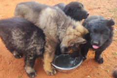 Welpen-Bild-2025-03-22-um-10.17.57_ec7bc9d9