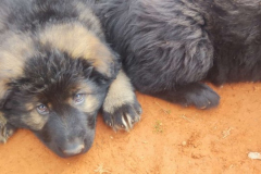 Welpen-Bild-2025-03-22-um-10.17.57_fde6eaf0