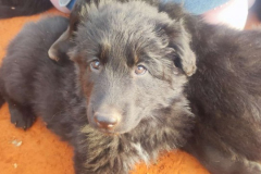 Welpen-Bild-2025-03-22-um-10.17.58_38751d87