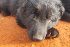 Welpen-Bild-2025-03-22-um-10.17.58_4f77a7c6