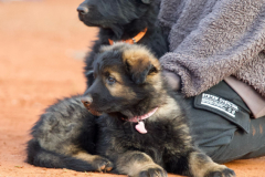 Welpen-Bild-2025-03-22-um-15.52.24_0930e43d