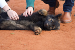 Welpen-Bild-2025-03-22-um-15.52.24_8bf33f7c