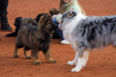 Welpen-Bild-2025-03-22-um-15.52.24_c7daf0c2